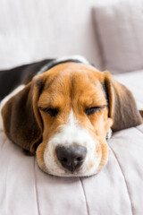Beagle Dog Sleeping In The Bed