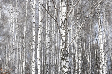 Young birch with black and white birch bark in spring in birch grove against background of other birches