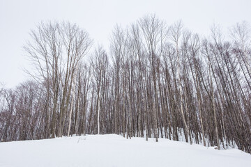 Snow-covered forest scenery during the day in Furano, Hokkaido, Japan