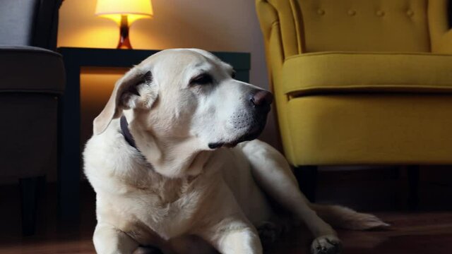 Portrait dog at home. Cheerful labrador retriever looking around and at camera in living room.