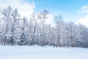 The view of the snow-covered forest in the daytime in Furano, Hokkaido, Japan, with blue sky and white clouds