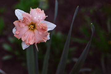 Beautiful narcissus on a dark green background.