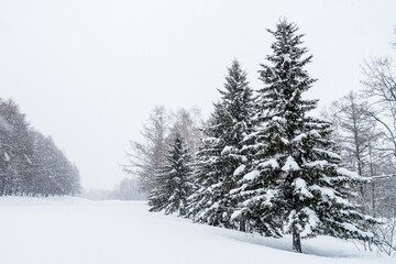 Snow-covered forest scenery during the day in Furano, Hokkaido, Japan