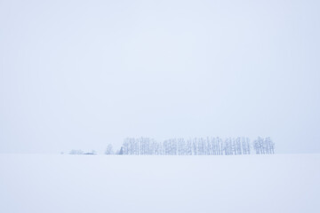 Winter in Biei, Hokkaido, Japan, heavy snow is permeated, and a row of unshakable trees in the distance