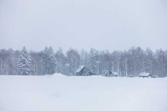 A few houses with pitched roofs in front of a distant forest in a snowy winter in Biei, Hokkaido, Japan