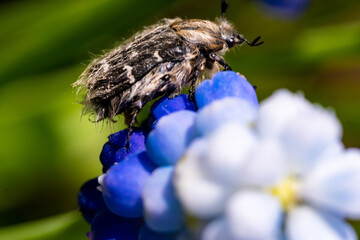 Tropinota hirta eats flowers. Insecticidal pest control concept