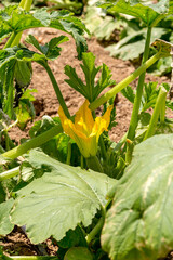 Growing zucchini in garden beds