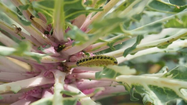 Macro detail of larva of Cabbage White butterfly (Pieris rapae) in nature with blurred background in HD VIDEO. Close-up of caterpillar - insect pest causing huge damage to harvest in farms and gardens