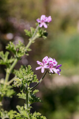 Ornamental plant (Pelargonium graveolens) with lilac flowers grows in the garden