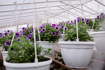 Cultivation and selection of flowers in greenhouse, modern small business, plants for sale