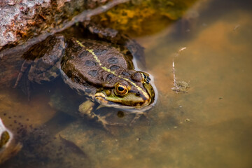 a toad hides near a rock in a lake of reeds