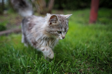 Naklejka na ściany i meble a fluffy gray cat runs on the lawn