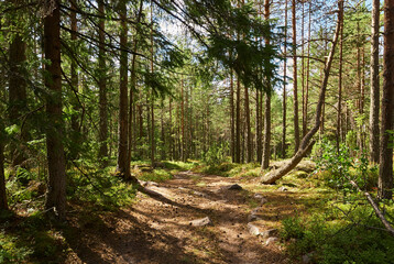 Forest landscape in sunbeams, forest road, pine trees