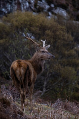 deer in the forest
