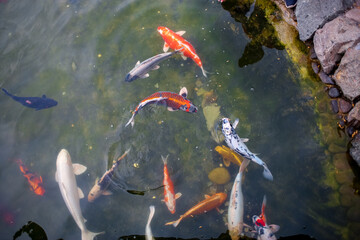 Japanese carp swim in the pond showing their colorful backs and fins