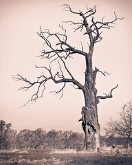 Old Rogalin oaks in sepia 