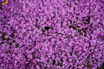 A glade of small purple flowers in the garden in spring