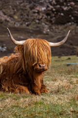 scottish highland cow