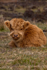 fluffy cow