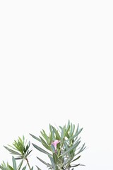green plant on a white isolated background
