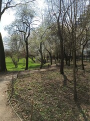 spring park trees blossom