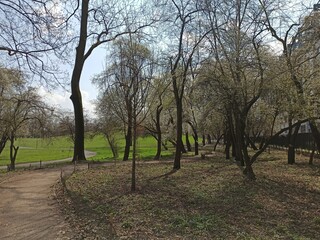 spring park trees blossom