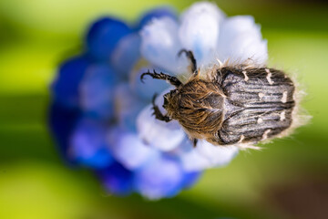 Tropinota hirta eats flowers. Insecticidal pest control concept