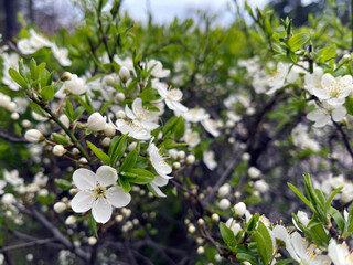 A flowering tree in the garden on a sunny day