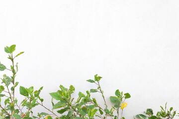 green leaves on a white isolated background