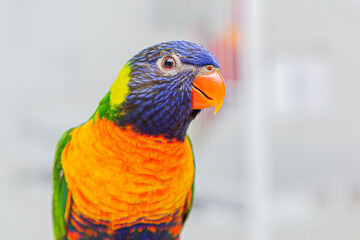 Trichoglossus moluccanus