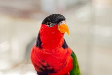 Lorius lory