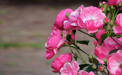 Obraz premium pink rose bush close up, blooming rose in the garden