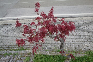 Small tree on the sidewalk