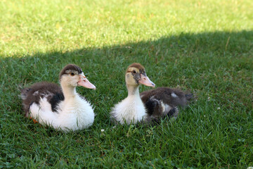 Young ducks on the green grass on a farm