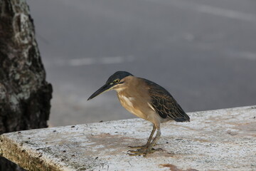 An agile bird with a long beak with golden feathers on its chest catches flies on a muddy table by the side of the road.Butorides striata.Seychelles Wildlife Animals Image