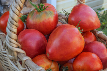 Very large and ripe tomatoes in a wicker basket. Success of gardener