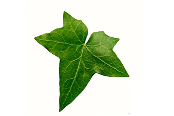 green leaf isolated on white background