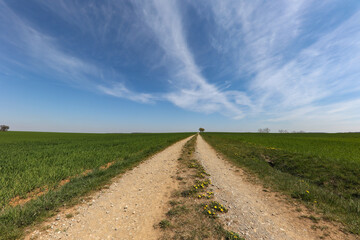 Fototapeta na wymiar Spring landscape with sown fields and blue sky