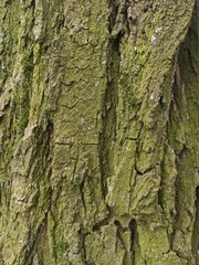 bark trunk tree 