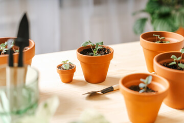 Close up of Strawberries sprout plant seeding in ceramic terracota pots on the wooden table background. Home gardening, love of houseplants. Spring time. Potted plants. 