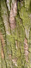 bark trunk tree 