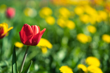 Beautiful red spring tulip on the yellow dandelion lawn