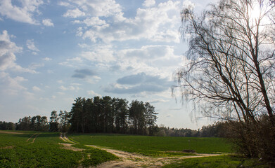 Spring landscape: A crossroads of field roads, a green field, the edge of a forest against the background of the evening sky.
