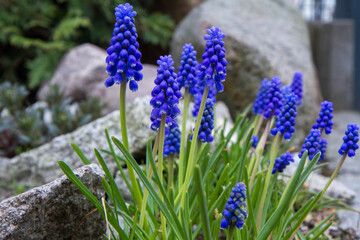 Muscari (grape hyacinth) flowers blooming in a garden