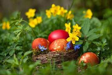 Easter nest with natural dyed eggs on a forest spring background with flowers and grass, egg hunt, blur, selective focus. Traditional painting using prints of natural flowers and leaves.