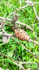 pine cone larch spring wood natural nature