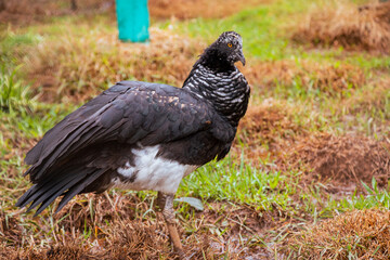 Anhima cornuta