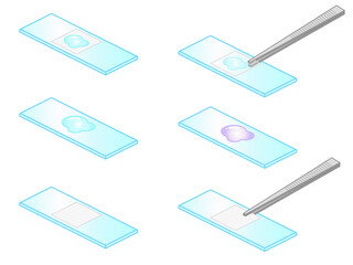 プレパラートとピンセットのイラスト素材2