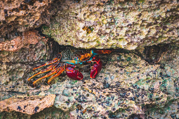 Color Crab