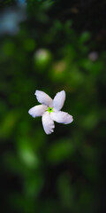 white flower in green background
